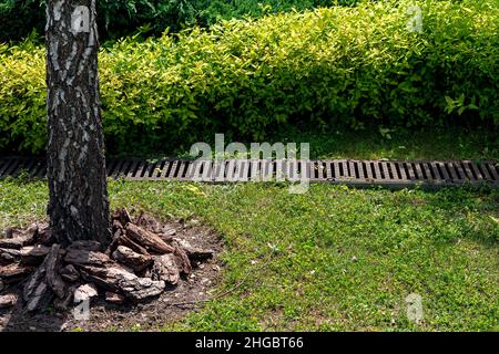 Fangen Beckenrost auf Rasen mit grünem Gras und Sträuchern im Garten mit Baumstamm Rinde und Mulchen, Regenwasser-Entwässerungssystem im Park unter pl Stockfoto