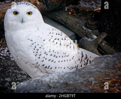 Verschneite Eule Calgary Zoo Alberta Stockfoto