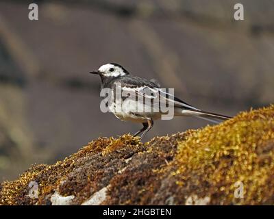 Portrait of Pied Wagtail (the darker UK subspecies of White Wagtail) (Motacilla alba) posiert hübsch auf einer moosigen Hofwand in Perthshire, Schottland, Stockfoto