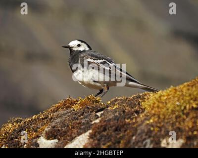 Portrait of Pied Wagtail (the darker UK subspecies of White Wagtail) (Motacilla alba) posiert hübsch auf einer moosigen Hofwand in Perthshire, Schottland, Stockfoto