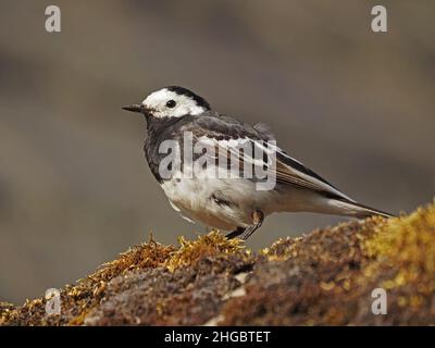 Portrait of Pied Wagtail (the darker UK subspecies of White Wagtail) (Motacilla alba) posiert hübsch auf einer moosigen Hofwand in Perthshire, Schottland, Stockfoto