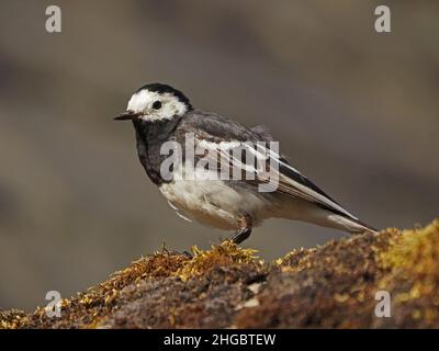 Portrait of Pied Wagtail (the darker UK subspecies of White Wagtail) (Motacilla alba) posiert hübsch auf einer moosigen Hofwand in Perthshire, Schottland, Stockfoto