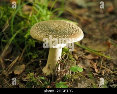 Blusher Pilzbesen/Zehenstocker (Amanita rubescens) mit reichlich Velarschuppen, die auf dem Waldboden in Perthshire, Schottland, Großbritannien, wachsen Stockfoto