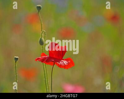 Konzentrieren Sie sich auf ein leuchtendes Rot von Feldmohn mit Knospen und Saatköpfen mit buntem Bokeh auf einer gesät 'Wildblumen' Wiese in Perthshire, Schottland, Großbritannien Stockfoto