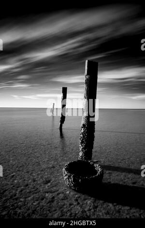 Live Oaks, Blue Hour, Pilings, Golf von Mexiko, USA Stockfoto