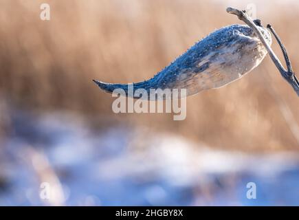 Nahaufnahme einer getrockneten Milchkrautpflanze an einem kalten Wintertag mit verschwommenem Hintergrund. Stockfoto