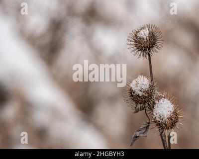 Nahaufnahme von Schnee auf einer kleineren Klettenpflanze an einem kalten Januartag mit verschwommenem Hintergrund. Stockfoto
