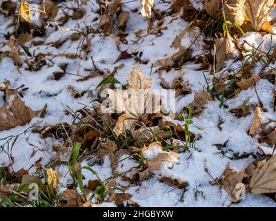 Nahaufnahme eines getrockneten Ahornblatts, das an einem kalten Dezembermorgen im Schnee auf dem Boden steht. Stockfoto
