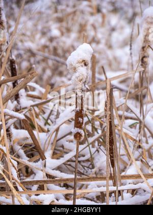 Nahaufnahme von flauschigen, mit Schnee bedeckten, Sägekräuter an einem kalten Dezembermorgen mit verschwommenem Hintergrund. Stockfoto