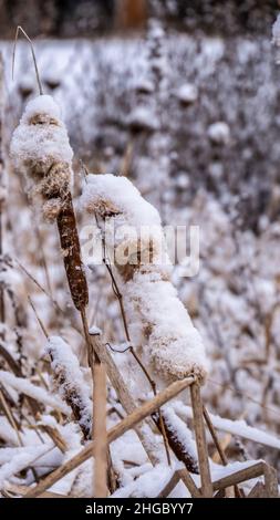 Nahaufnahme von flauschigen, mit Schnee bedeckten, Sägekräuter an einem kalten Dezembermorgen mit verschwommenem Hintergrund. Stockfoto