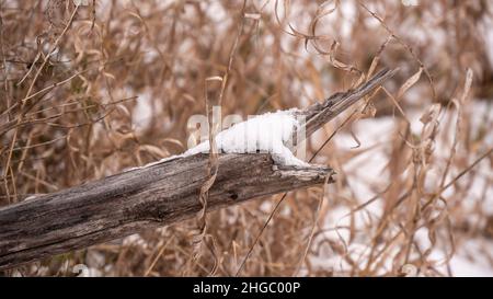 Nahaufnahme des Schnees, der auf einem alten gefallenen Baum sitzt, der an einem kalten Dezembertag auf einem Feld mit hohem, welken Gras auf dem Boden liegt. Stockfoto