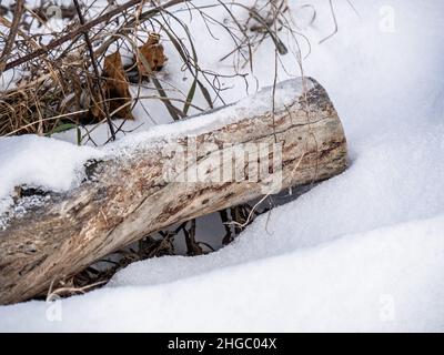 Nahaufnahme des Schnees, der auf einem alten gefallenen Baum sitzt, der an einem kalten Dezembertag auf einem Feld mit hohem, welken Gras auf dem Boden liegt. Stockfoto