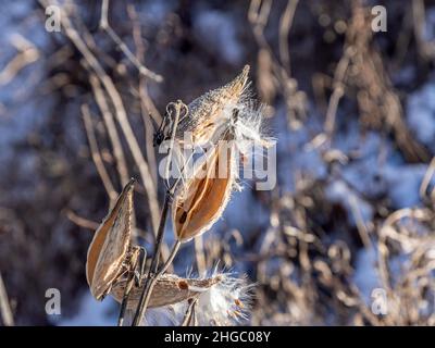 Nahaufnahme einer getrockneten Milchkrautpflanze an einem kalten Wintertag mit verschwommenem Hintergrund. Stockfoto