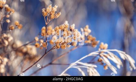 Nahaufnahme einer getrockneten Schafgarbe-Pflanze an einem kalten Dezembermorgen mit verschwommener Vegetation im Hintergrund. Stockfoto