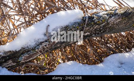Nahaufnahme des Schnees, der auf einem alten gefallenen Baum sitzt, der an einem kalten Dezembertag auf einem Feld mit hohem, welken Gras auf dem Boden liegt. Stockfoto