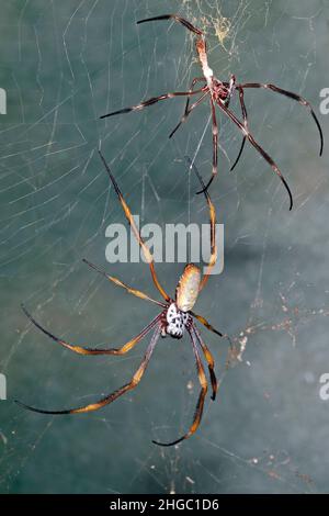 Australische Golden Orb Weaver Spider, Nephila edulis. Großes Weibchen, das gerade sein Exoskelett abgeworfen hat und noch immer mit einem Seidenfaden befestigt ist. Coffs Stockfoto