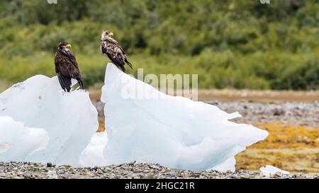 Jungfische Weißkopfseeadler, Haliaeetus leucocephalus, auf Eis im Glacier Bay National Park, Southeast Alaska, USA. Stockfoto