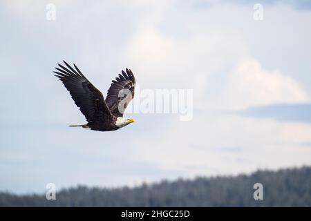 Adulter Weißkopfseeadler, Haliaeetus leucocephalus, im Flug bei Gustavus, Südost-Alaska, USA. Stockfoto