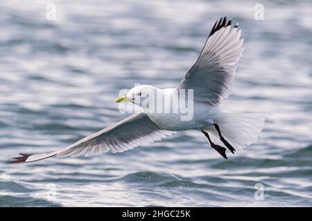 Erwachsene, schwarze Dreizehenmöwe, Rissa tridactyla, im Flug im McBride Inlet, Glacier Bay National Park, Alaska, USA Stockfoto