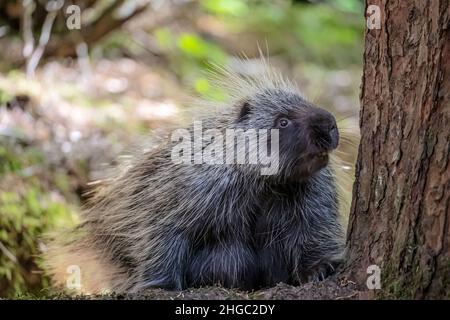 Erwachsenes nordamerikanisches Stachelschwein, Erethizon dorsatum, in Bartlett Cove, Glacier Bay National Park, Alaska, USA. Stockfoto