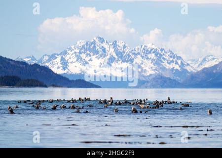 Seeotter, Enhyda lutris, in der Beardslee Island Group im Glacier Bay National Park, Southeast Alaska, USA. Stockfoto