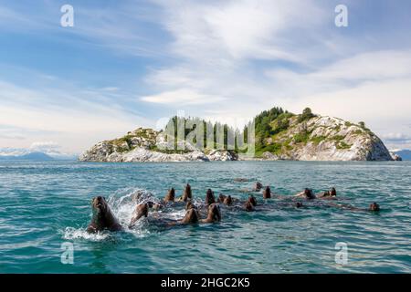 Neugierige Steller Seelöwen, Eumetopias jubatus, South Marble Islands, Glacier Bay National Park, Alaska, USA. Stockfoto