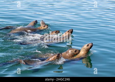 Steller Seelöwen, Eumetopias jubatus, South Marble Islands, Glacier Bay National Park, Alaska, USA. Stockfoto