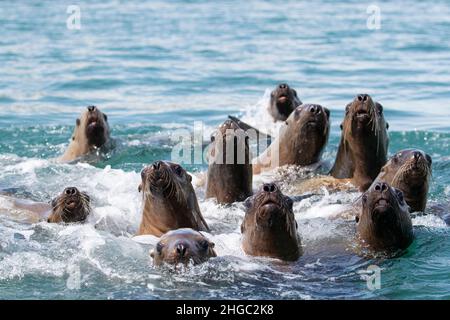 Neugierige Steller Seelöwen, Eumetopias jubatus, South Marble Islands, Glacier Bay National Park, Alaska, USA. Stockfoto