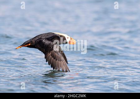 Tufted Paffin, Fratercula cirrhata, im Flug auf South Marble Island, Glacier Bay National Park, Alaska, USA. Stockfoto