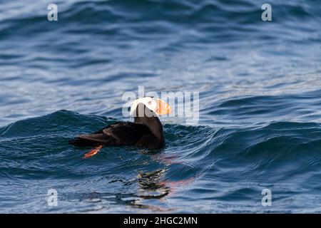 Tufted Paffin, Fratercula cirrhata, Brutkolonie auf South Marble Island, Glacier Bay National Park, Alaska, USA. Stockfoto