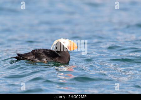 Tufted Paffin, Fratercula cirrhata, Brutkolonie auf South Marble Island, Glacier Bay National Park, Alaska, USA. Stockfoto