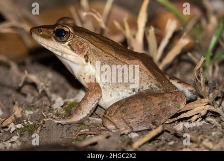 Holzfrosch (Paurana daemeli) sitzt im Unterholz. Daintree, Far North Queensland, Australien. Stockfoto