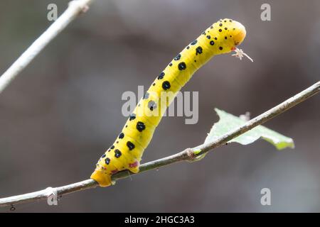 Vier O'Clock Motte (Dysphania fenestraata) Raupe auf einem Ast. Fotografiert in Cow Bay, Queensland, Australien Stockfoto