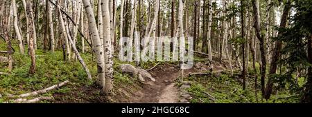 Panorama des Trails, der durch Aspen Grove im Rocky Mountain National Park führt Stockfoto