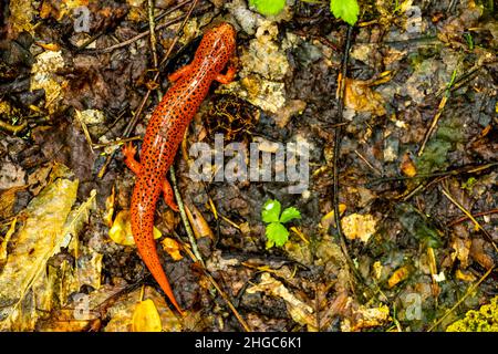 Red Salamander genießt an Einem regnerischen Tag in den Smokies einen leeren Pfad Stockfoto