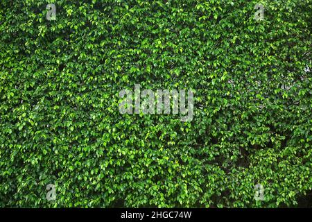 Natürliche grüne Blatt Wand Hintergrund. Stockfoto