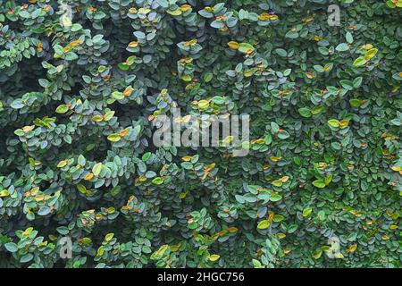 Natürliche grüne Blatt Wand Hintergrund. Stockfoto