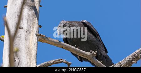 Gemeiner Rabe, der von einem Baum im Yellowstone National Park herunterschaut Stockfoto