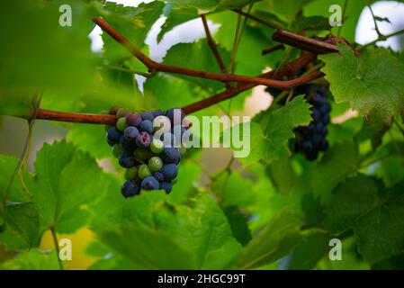 Viele reife schwarze Trauben hängen am Busch Stockfoto