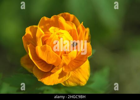 Trollius blühen im frühen Frühjahr, die von Blumenfliege gefüttert und bestäubt werden, um den Lebenszyklus von Insekten und Blumen fortzusetzen, selektiver Fokus Stockfoto