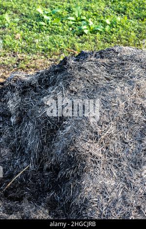 Der Landwirt lagerte einen Aschehaufen, um auf landwirtschaftlichem Boden Düngemittel zu erhalten Stockfoto