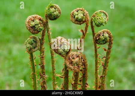 Farn (Polypodiopsida) im Frühjahr , Karlovy Vary, Tschechische Republik Stockfoto