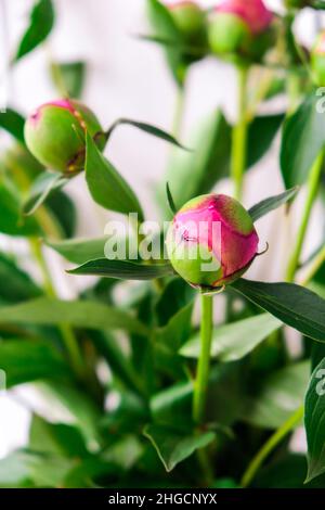 Wunderschöne rosa Pfingstrosen im Frühlingsgarten. Blühende Pfingstrose Bud. Gartenkonzept. Hausgarten, Blumenbeet. Grün. Paeonia, krautige pere Stockfoto