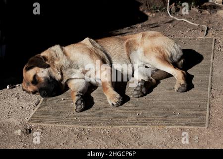 Männlicher spanischer Mastiff, der in der Sonne ruht. Stockfoto