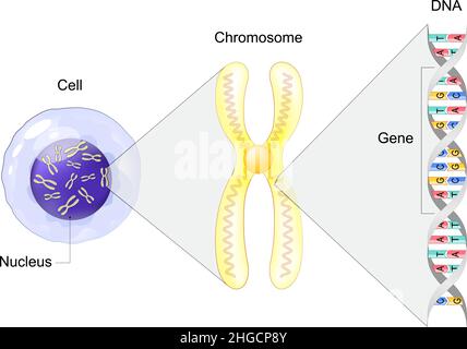 Zellstruktur. Vom Gen zu DNA und Chromosom. Genomsequenz. Molekularbiologie. Vektorgrafik Stock Vektor