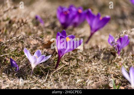 Schöne Krokusse Frühling zuerst oniony. Gruppe von blühenden lila Blumen, gut für Grußkarten. Stockfoto