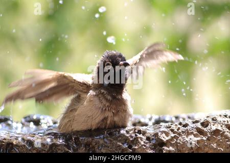 Weißbrille-Bulbul (Pycnonotus xanthopygos) Stockfoto