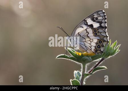 Mediterraner, marmorter weißer Schmetterling (Melanargia Titea) Stockfoto