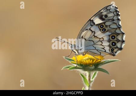 Mediterraner, marmorter weißer Schmetterling (Melanargia Titea) Stockfoto