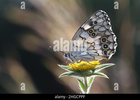 Mediterraner, marmorter weißer Schmetterling (Melanargia Titea) Stockfoto